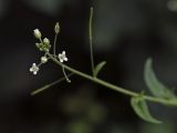 Arabis pendula