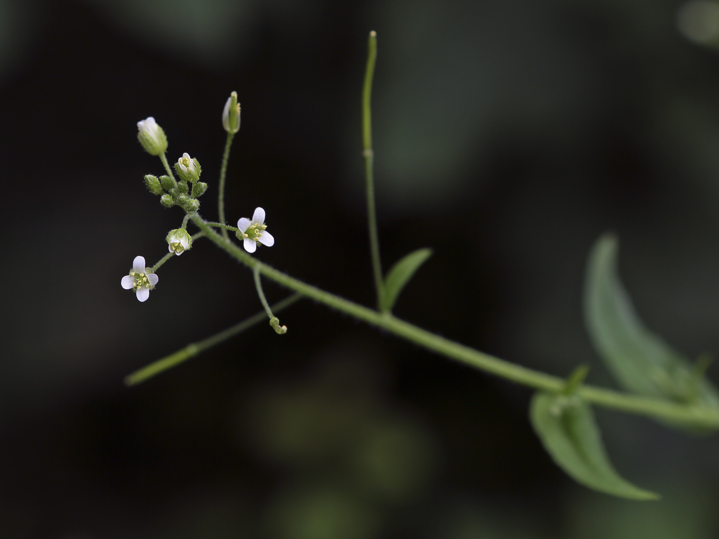 Изображение особи Arabis pendula.