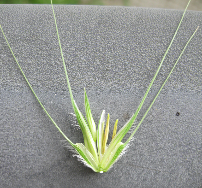Image of Dasypyrum villosum specimen.