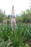 Eremurus aitchisonii