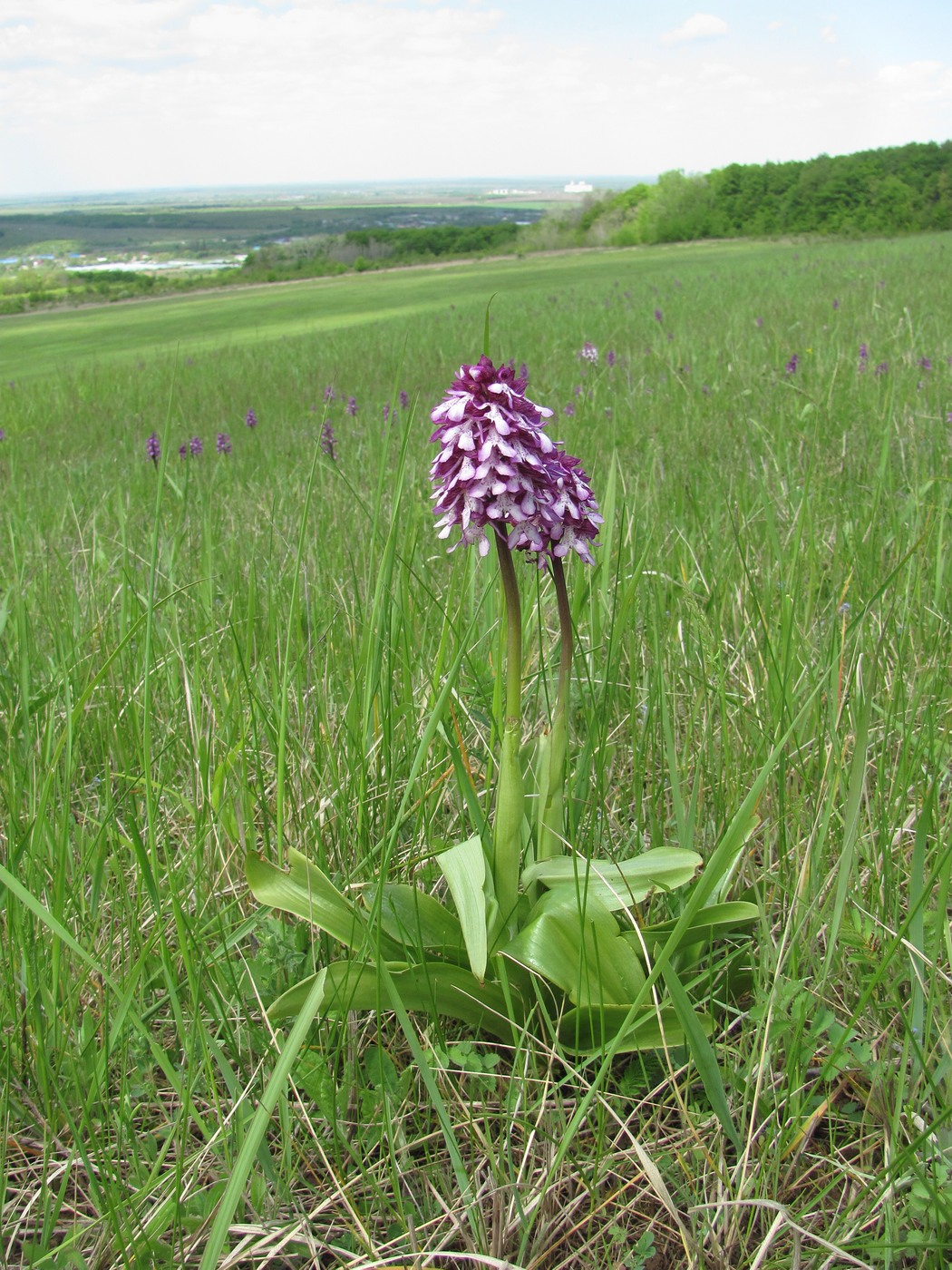 Image of Orchis purpurea ssp. caucasica specimen.