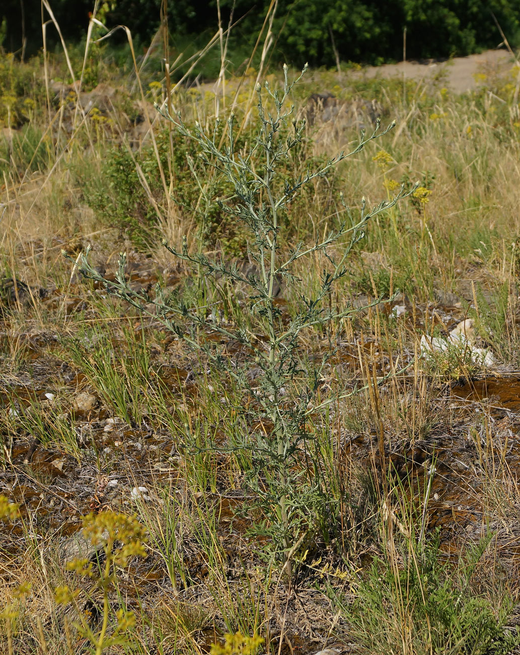 Изображение особи Centaurea diffusa.