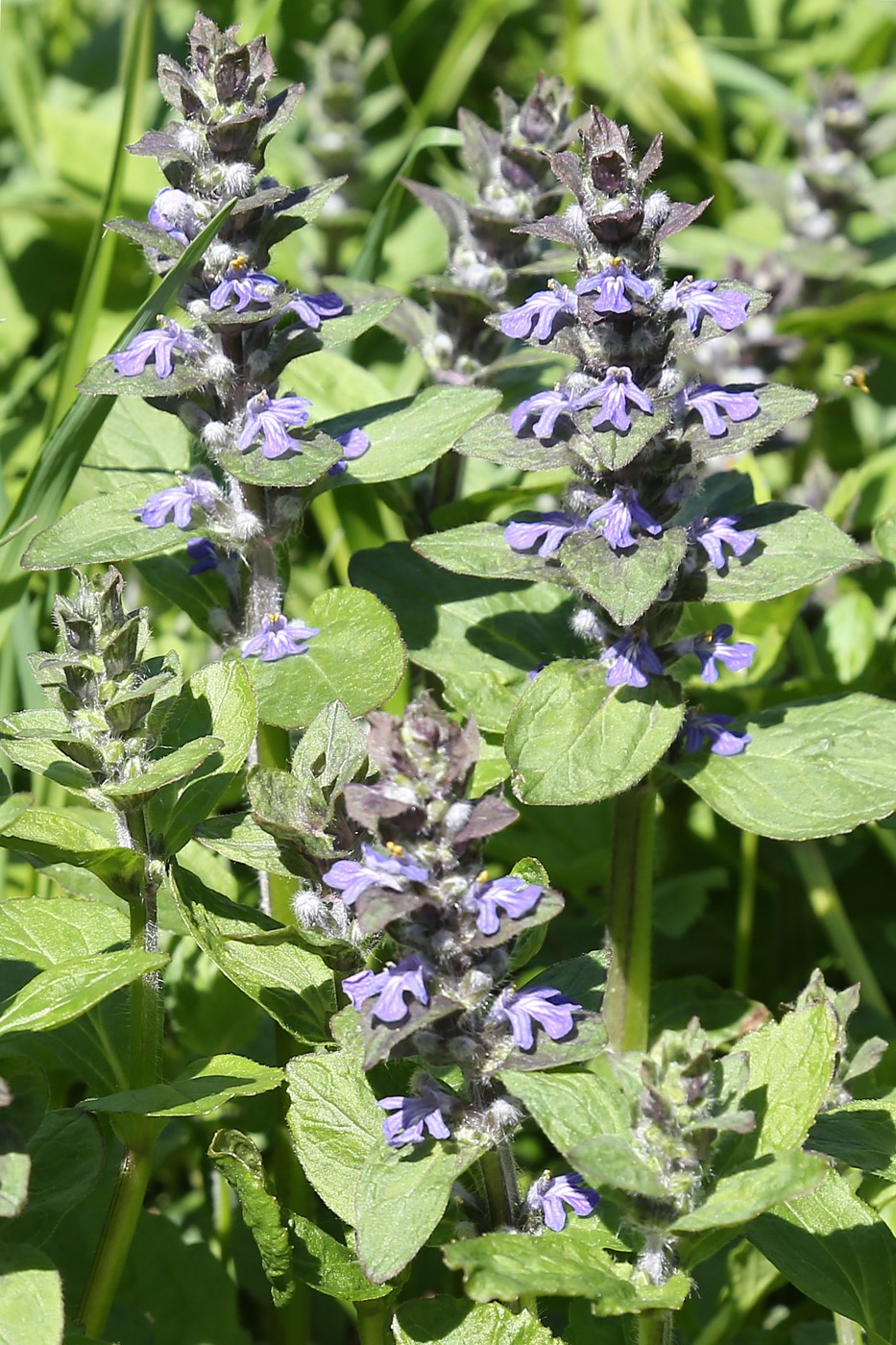 Image of Ajuga reptans specimen.