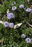 Globularia cordifolia. Цветущие растения. Испания, Каталония, пров. Жирона, комарка Сельва, муниципалитет Сускеда, окр. деревни Сант-Марти-Сакальм, 835 м н.у.м., близ растущей на выгоне куртины из Quercus ilex и Rubus ulmifolius. 08.05.2018.