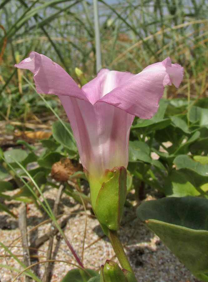 Image of Calystegia soldanella specimen.