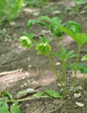 Helleborus caucasicus. Плодоносящее растение. Республика Адыгея, бассейн р. Белая, бассейн р. Руфабго, левый борт долины руч. Бачурина, лиственный лес. 28.04.2018.