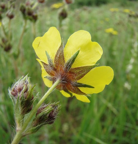 Изображение особи Potentilla obscura.