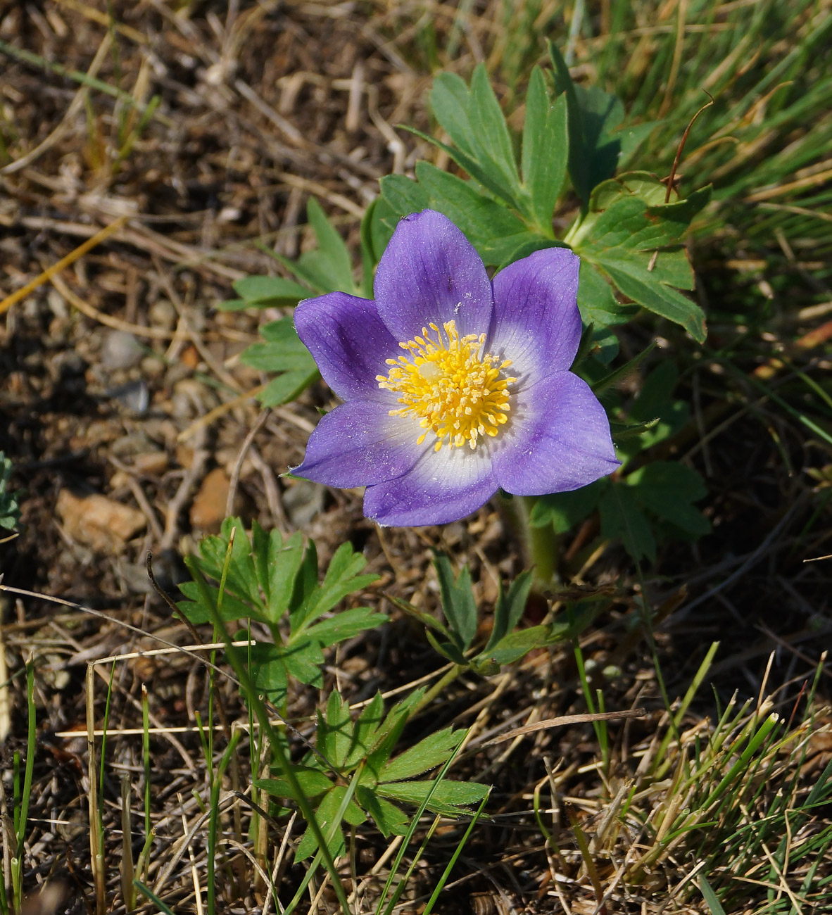 Image of Pulsatilla patens specimen.