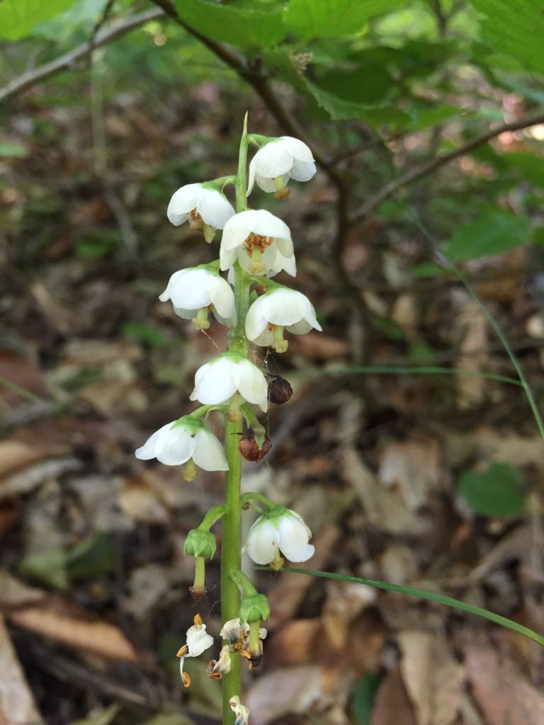 Image of Pyrola media specimen.