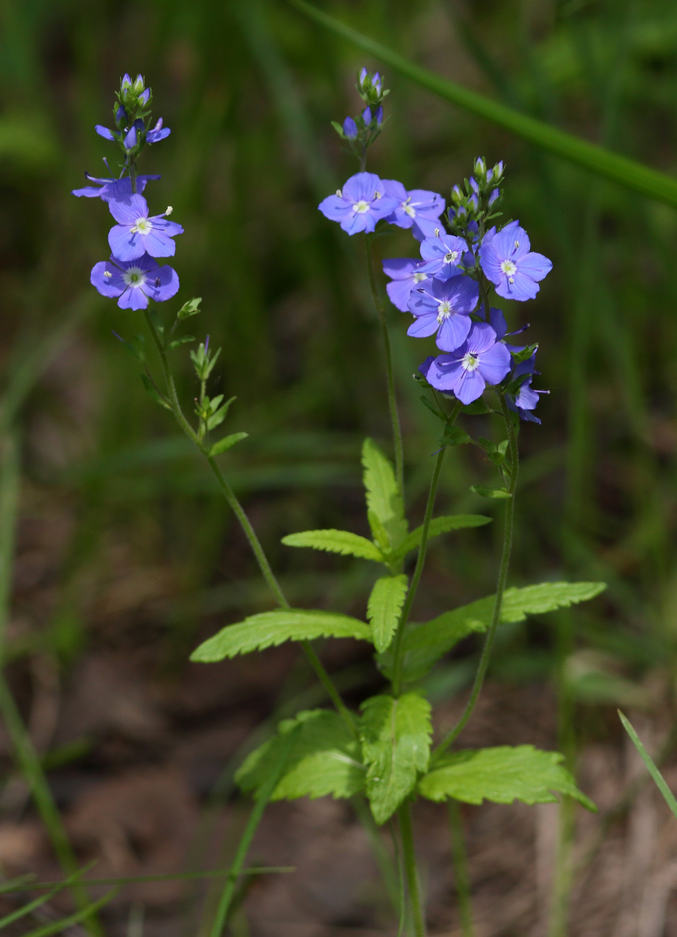 Image of Veronica krylovii specimen.