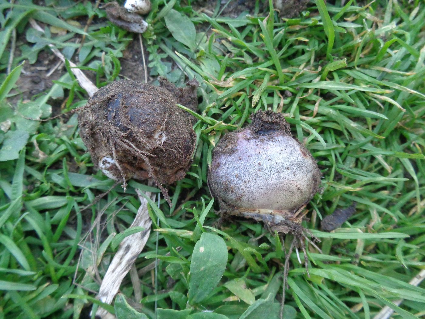 Image of Scilla siberica specimen.