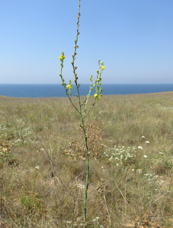 Изображение особи Linaria syspirensis.