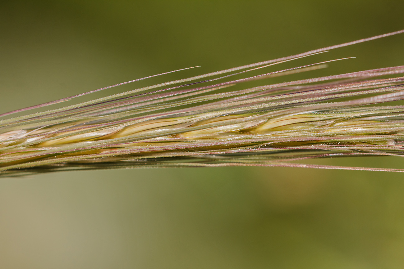 Image of Secale sylvestre specimen.