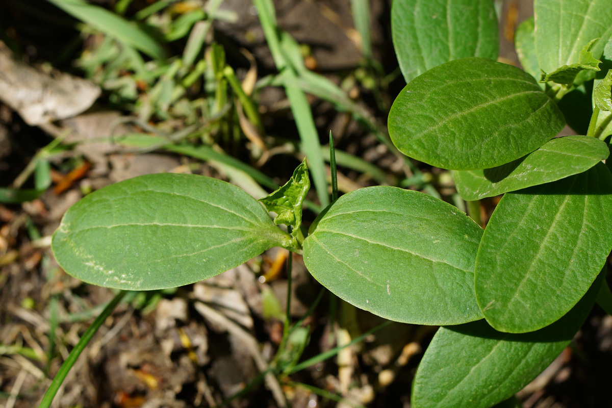 Изображение особи Echinocystis lobata.