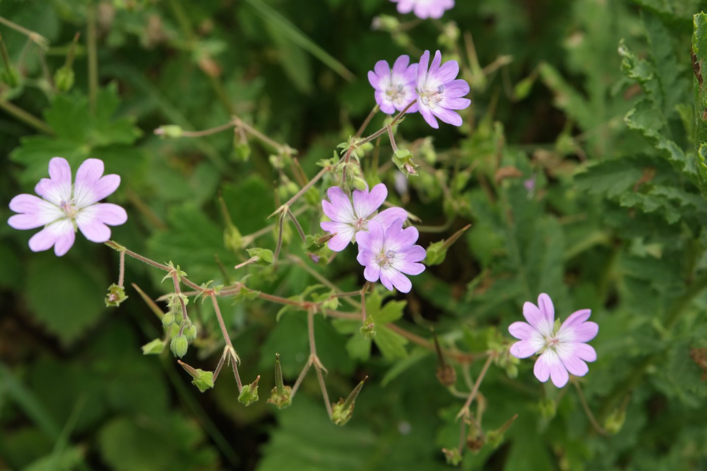 Image of Geranium pyrenaicum specimen.