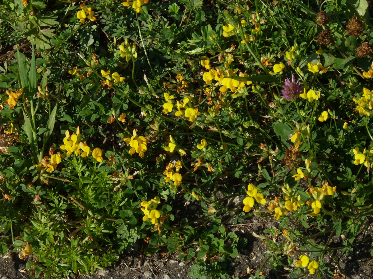 Изображение особи Lotus corniculatus.