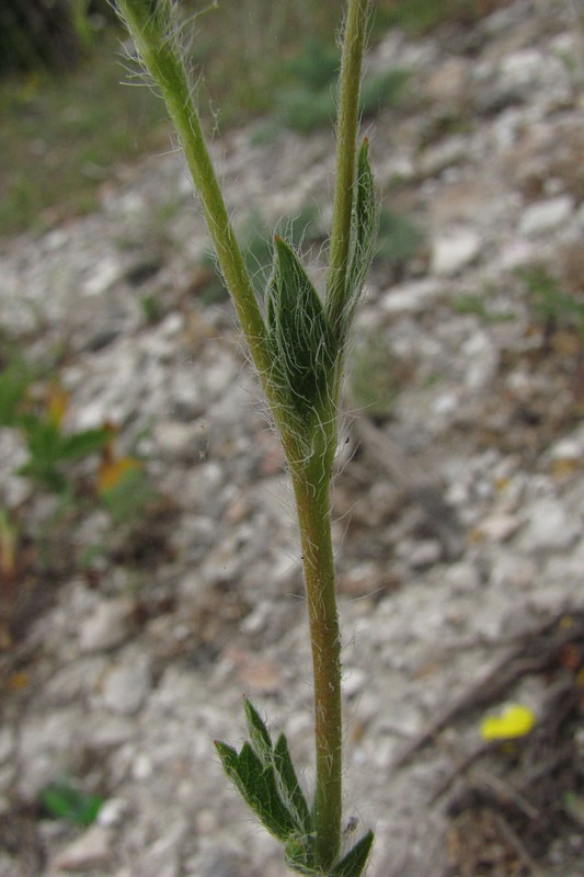 Изображение особи Potentilla recta.