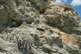 Convolvulus lineatus. Вегетирующие растения. Краснодарский край, г. Новороссийск, берег Суджукской лагуны, каменистый обрыв. 05.08.2018.