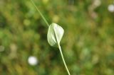 Parnassia palustris. Средняя часть побега; видна абаксиальная поверхность листа. Грузия, Казбегский муниципалитет, окр. с. Джута, долина руч. Чаухицхали, ≈ 2300 м н.у.м, луг. 31.07.2018.