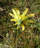 род Tragopogon. Соцветие. Кабардино-Балкария, верховья р. Малка, урочище Джилы-Су, ≈ 2400 м н.у.м. 09.09.2018.