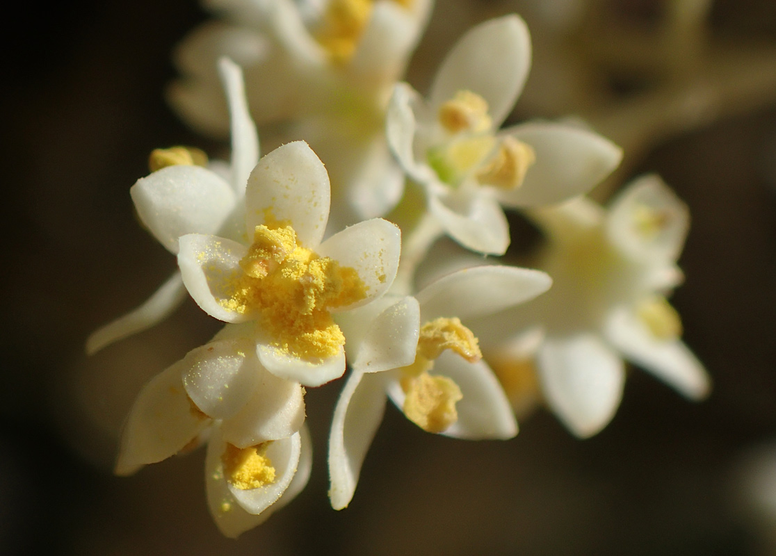 Image of Olea europaea specimen.