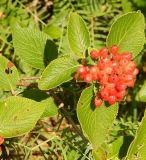 Viburnum lantana