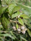 Rubus idaeus. Верхушка запоздало плодоносящего побега с незрелыми плодами. Санкт-Петербург, Кронштадтский р-н; о-в Котлин, 1-я мортирная батарея (у зенитного орудия), гребень земляного вала. 15.09.2018.