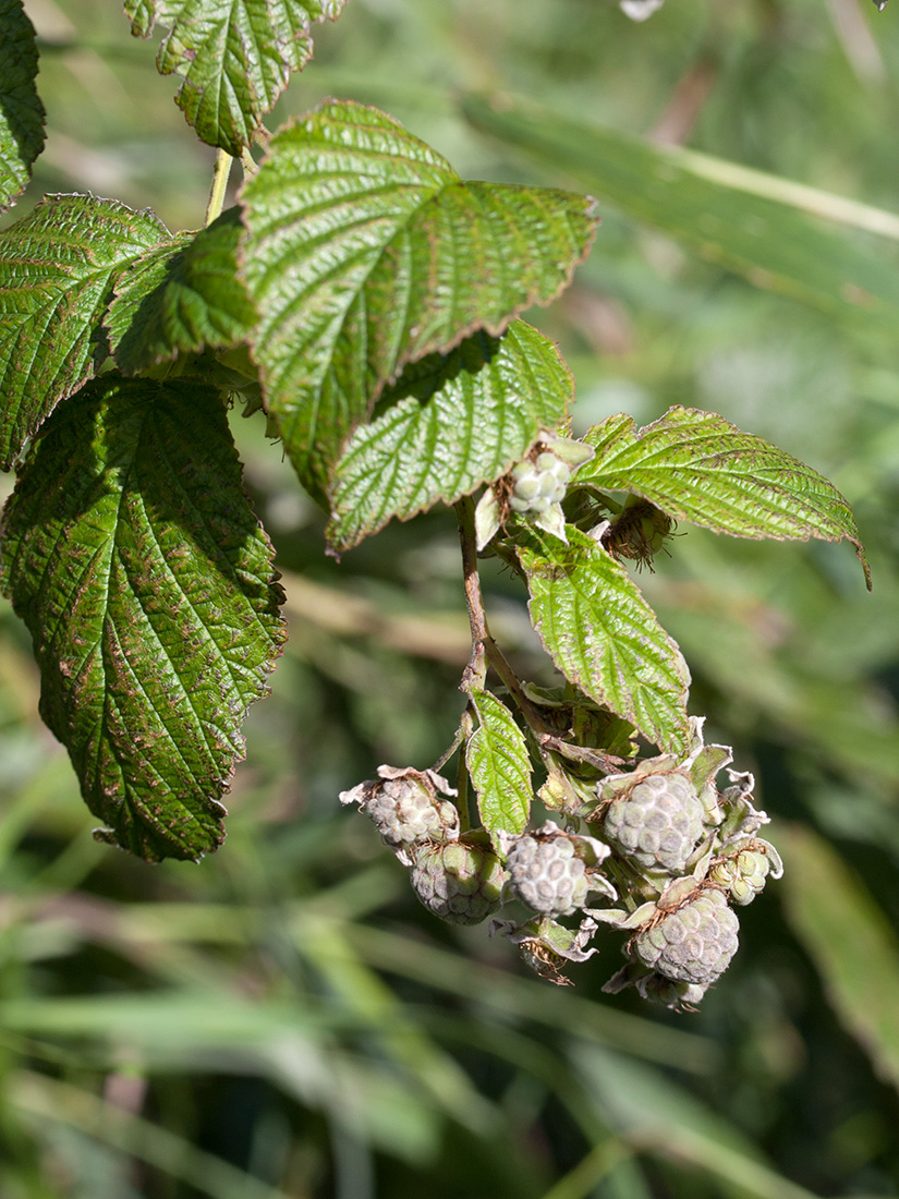 Image of Rubus idaeus specimen.