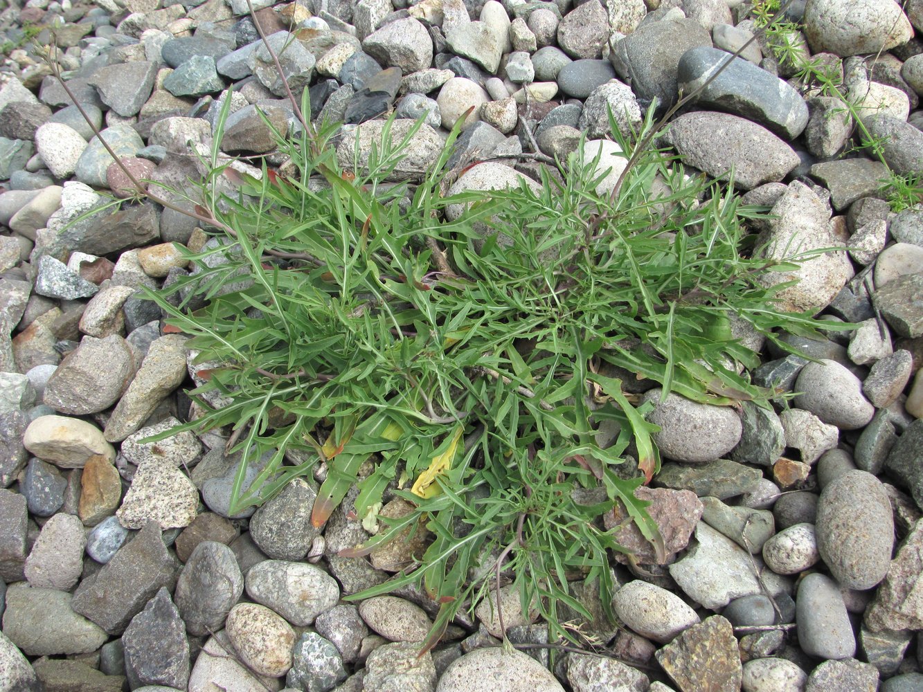 Image of Diplotaxis tenuifolia specimen.