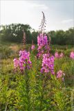 Chamaenerion angustifolium. Верхушка цветущего растения. Кольский п-ов, Терский берег Белого моря, воронично-кустарничковая тундра, обочина грунтовой дороги. 23.07.2018.