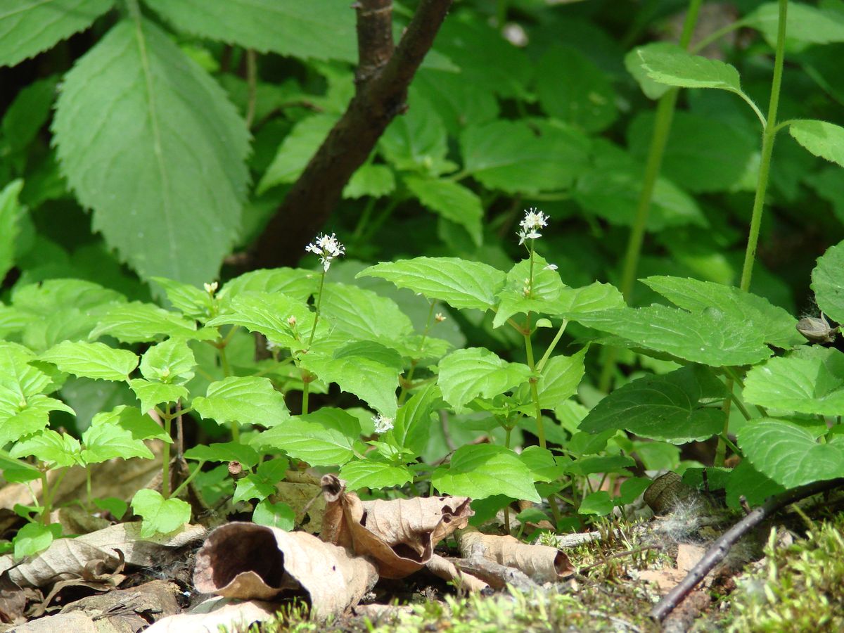 Изображение особи Circaea alpina.