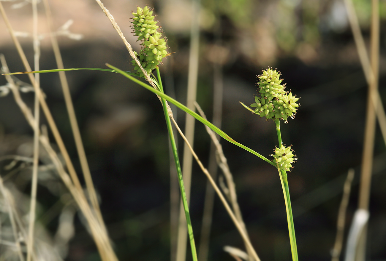 Image of Carex media specimen.