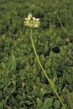 Allium victorialis