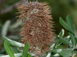 Banksia integrifolia