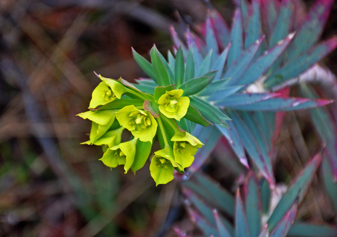 Image of Euphorbia rigida specimen.