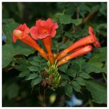 Campsis radicans. Соцветие. Республика Абхазия, г. Сухум. 20.08.2009.