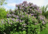 Syringa vulgaris