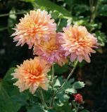 Chrysanthemum indicum