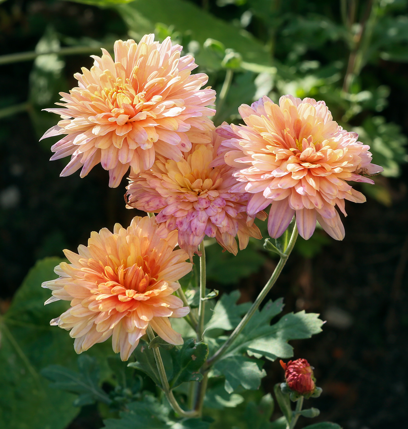 Image of Chrysanthemum indicum specimen.