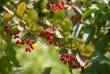 род Berberis. Верхушки ветвей с соплодиями. Кировская обл., г. Киров, Ботанический сад Вятского государственного университета, в культуре. 22.09.2018.