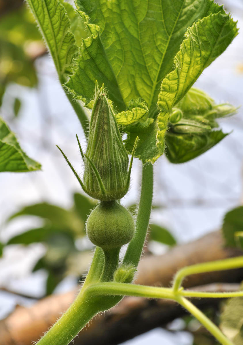 Image of Cucurbita maxima specimen.