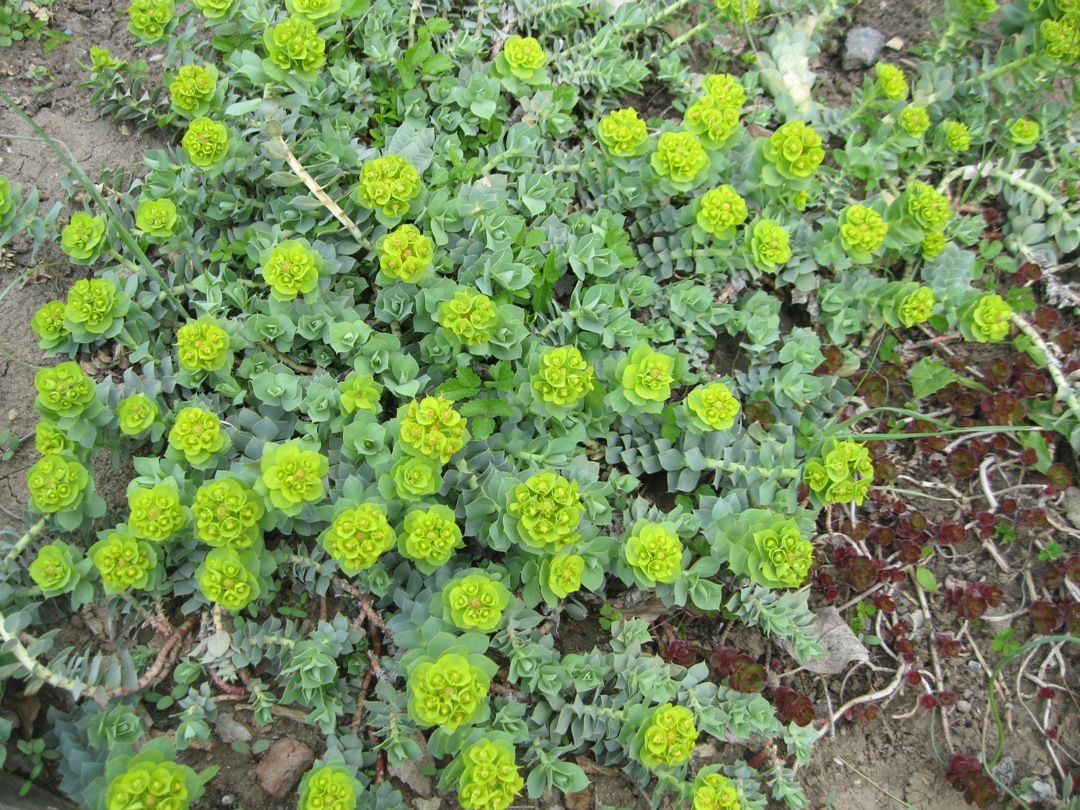 Изображение особи Euphorbia myrsinites.