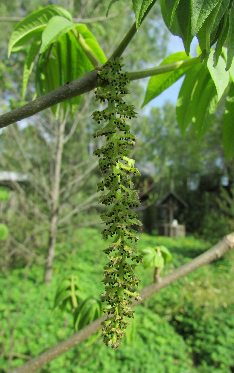 Изображение особи Pterocarya rhoifolia.