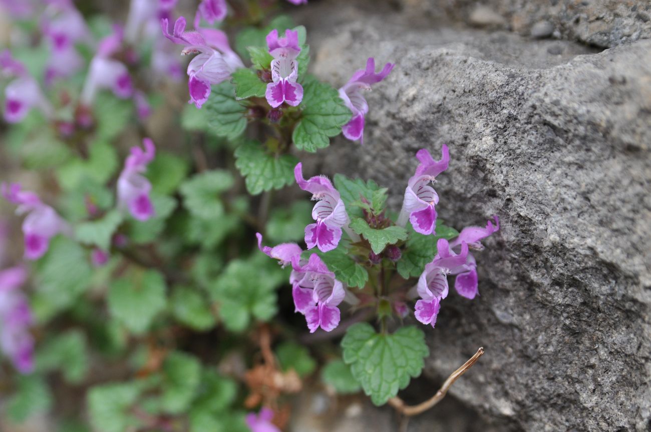 Image of Lamium reniforme specimen.