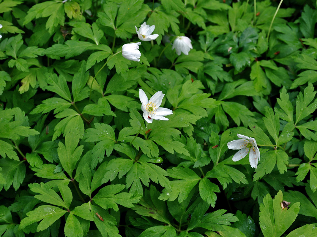 Изображение особи Anemone nemorosa.