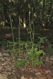 Ranunculus caucasicus