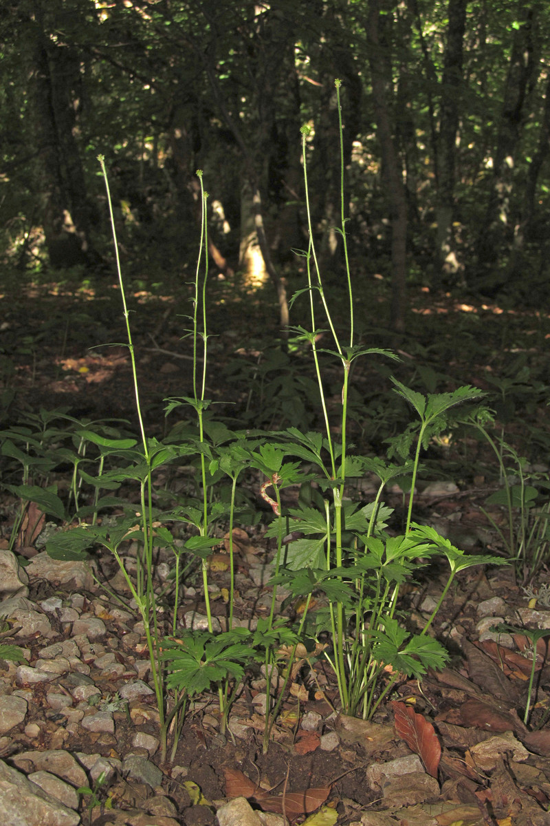 Image of Ranunculus caucasicus specimen.