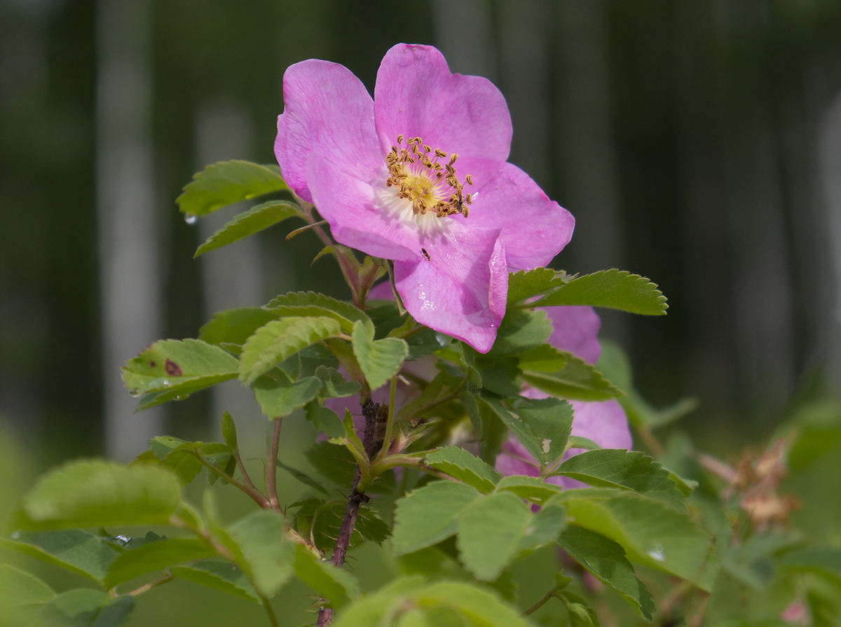 Image of Rosa acicularis specimen.