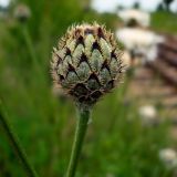 Centaurea scabiosa. Нераскрывшаяся корзинка. Чувашия, окрестности г. Шумерля, старый ж/д переезд. 6 июля 2008 г.