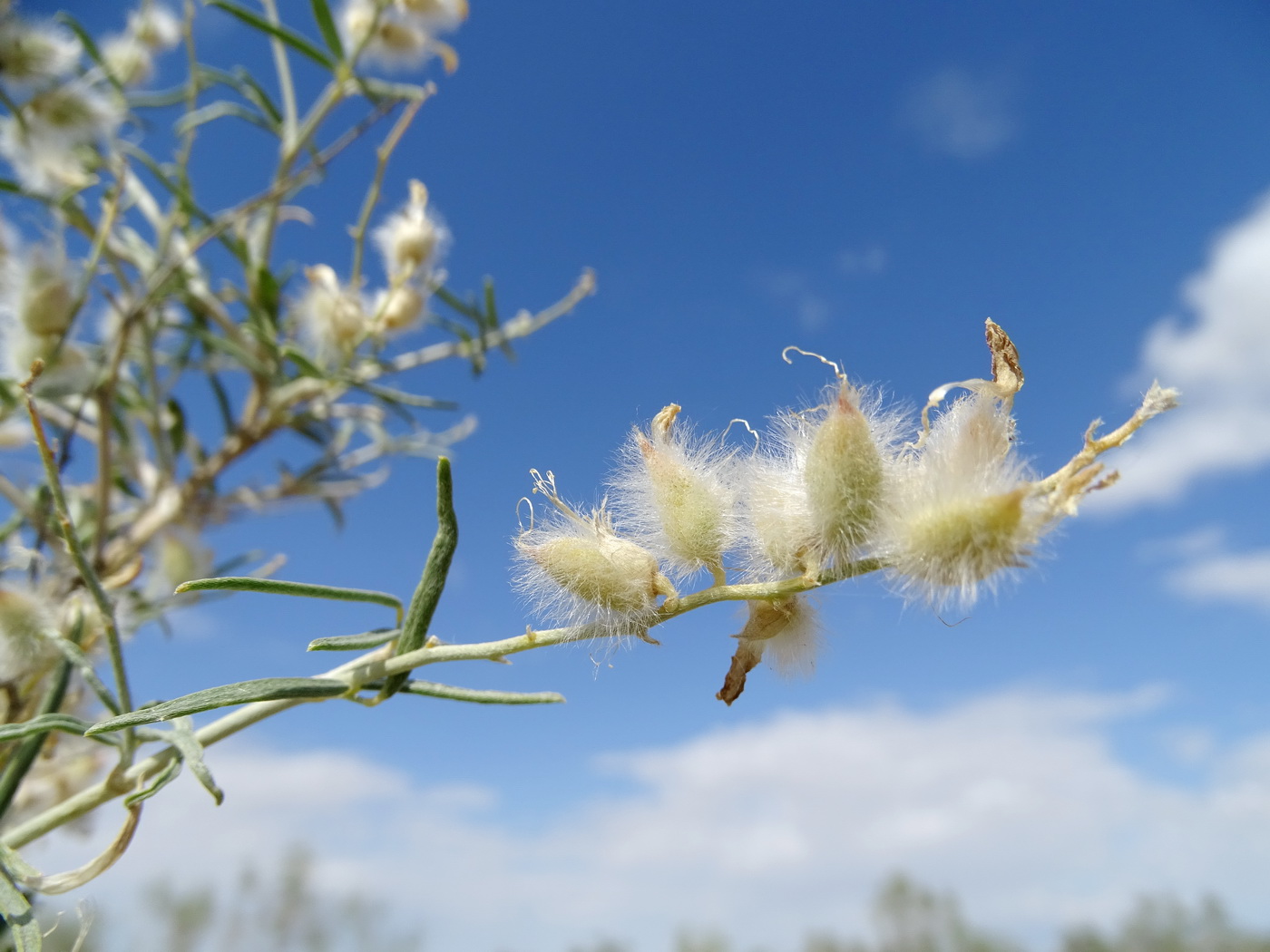 Изображение особи Astragalus brachypus.